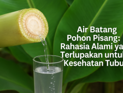 Air Batang Pohon Pisang: Rahasia Alami yang Terlupakan untuk Kesehatan Tubuh