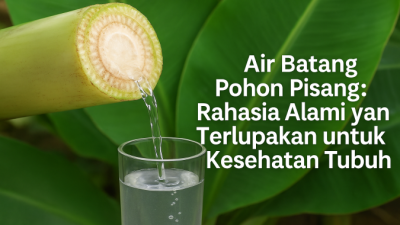 Air Batang Pohon Pisang: Rahasia Alami yang Terlupakan untuk Kesehatan Tubuh