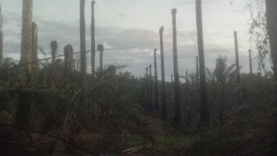 Kebun Sawit di Langkat Kembali Terbakar, 30 Rante Ludes Jadi Abu!