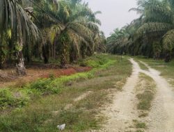 Petani Sawit Rokan Hilir Mantap Lagi Pakai Pupuk Organik Benteng Tani