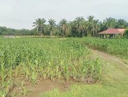Polsek Kuala Barengan Pesantren Nurul Amal, Nanem Jagung Buat Dukung Ketahanan Pangan
