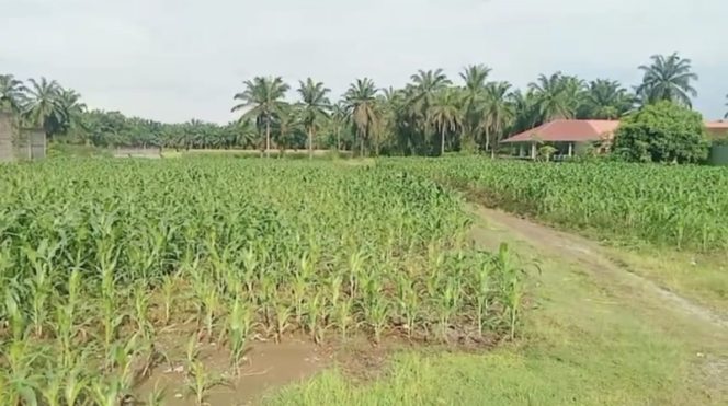 
					Polsek Kuala Barengan Pesantren Nurul Amal, Nanem Jagung Buat Dukung Ketahanan Pangan