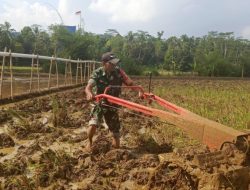 Babinsa Pasirsalam Serka Rahmat Suhendar Turun ke Sawah, Bantu Petani Bajak Lahan Biar Cepat Tanam