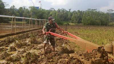 Babinsa Pasirsalam Serka Rahmat Suhendar Turun ke Sawah, Bantu Petani Bajak Lahan Biar Cepat Tanam