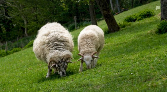 
					Sumber gambar: https://pixabay.com/id/videos/domba-wol-padang-rumput-rumput-82609/