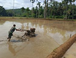 Babinsa Serka Rahmat Turun ke Sawah di Pasir Salam, Buktikan TNI Selalu Hadir untuk Petani