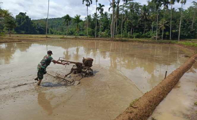 
					Babinsa Serka Rahmat Turun ke Sawah di Pasir Salam, Buktikan TNI Selalu Hadir untuk Petani