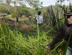 Warga Pasirsalam dan TNI kompak beresin lahan buat kantor KDMP