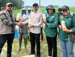 Tani Merdeka dan BBRMP Sumut Kembangkan Padi Tabela di Batu Bara