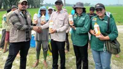 Tani Merdeka dan BBRMP Sumut Kembangkan Padi Tabela di Batu Bara