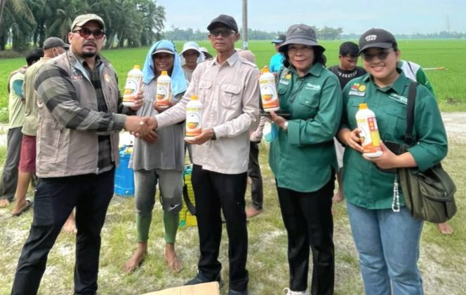 
					Tani Merdeka dan BBRMP Sumut Kembangkan Padi Tabela di Batu Bara