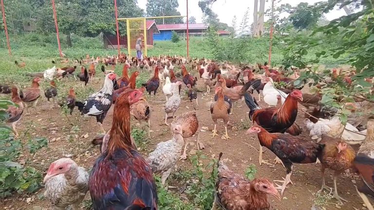 10 Keuntungan Beternak Ayam Kampung yang Menjanjikan