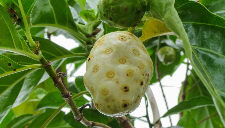 Khasiat Buah Mengkudu untuk Kesehatan dan Cara Membuat Jusnya